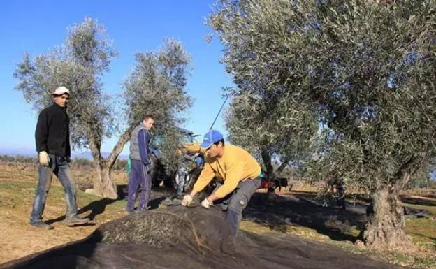 La actual campaña de aceituna podría ser «la peor del siglo»