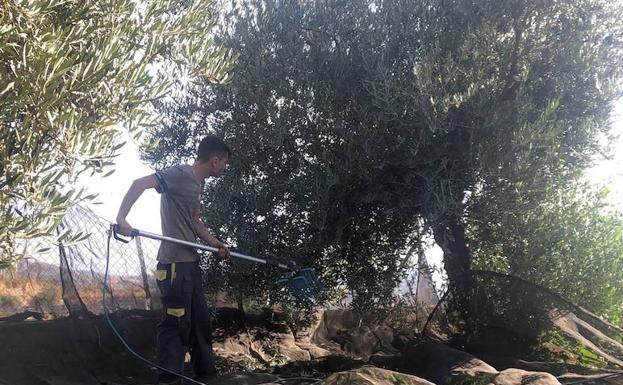Las temperaturas extremas reducen a la mitad la producción de aceite en Almería