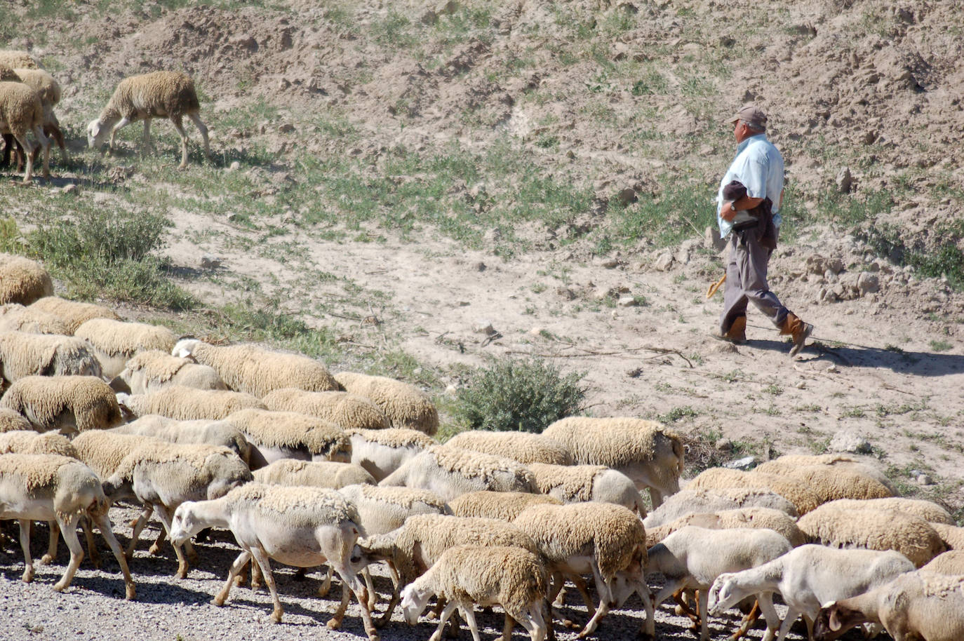 La Junta levanta restricciones por la viruela ovina tras cuatro meses de confinamiento