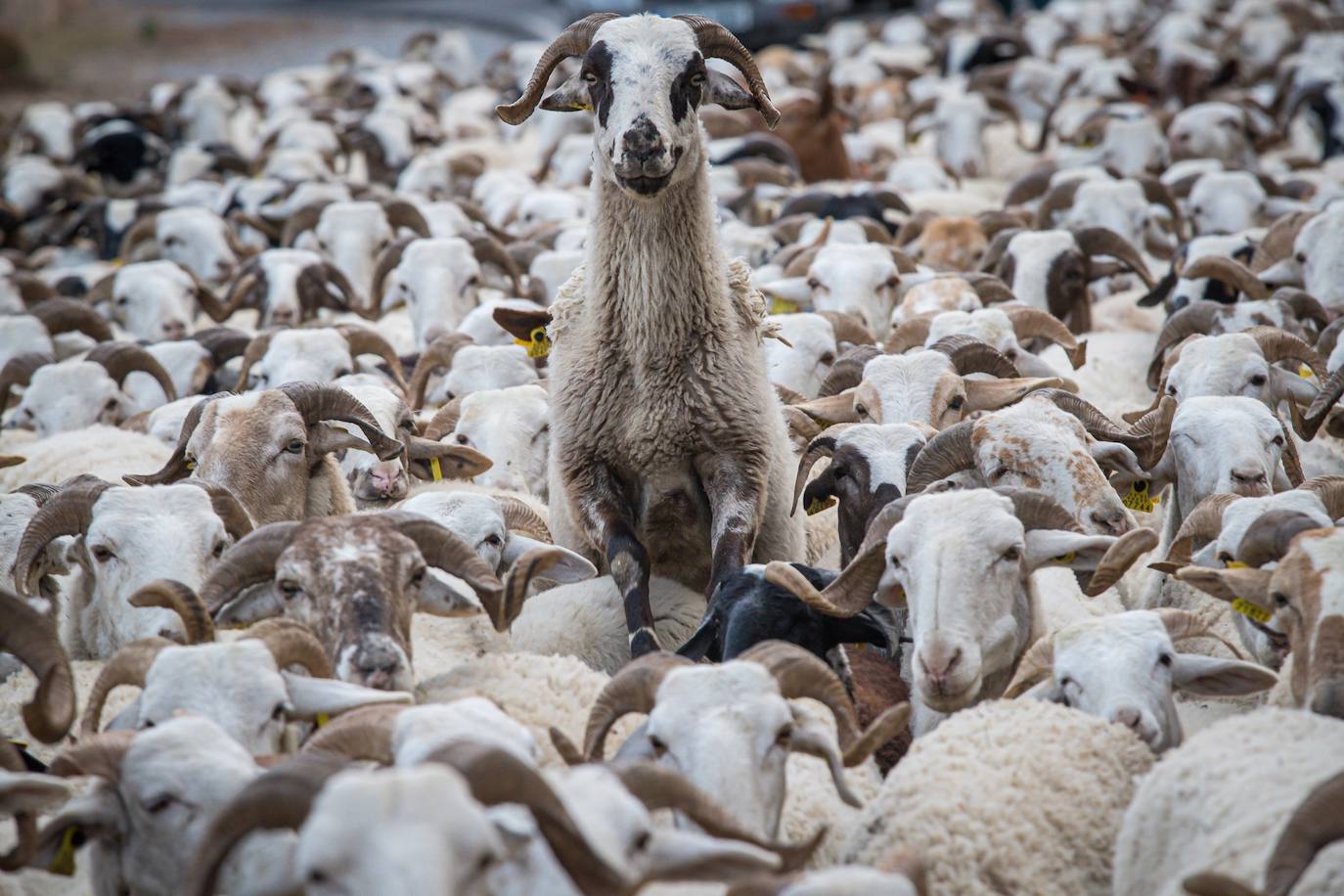 Dentro del traslado de las ovejas del último pastor de La Alpujarra