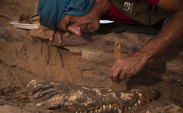 Arqueólogos de la UJA descubren diez momias de cocodrilos en una tumba egipcia