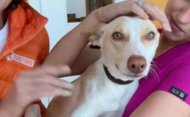 El Refugio busca casa a Kongo, un podenco abandonado de Almería