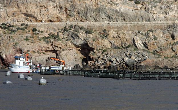 El proyecto para producir 15.000 toneladas de seriola al año en Almería inicia trámite ambiental