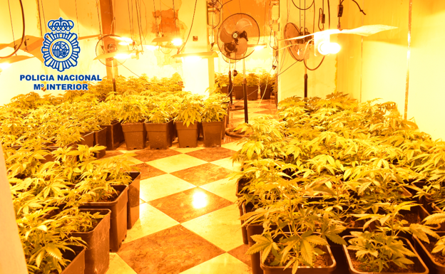 Dos detenidos en Mengíbar que gestionaban una plantación de marihuana