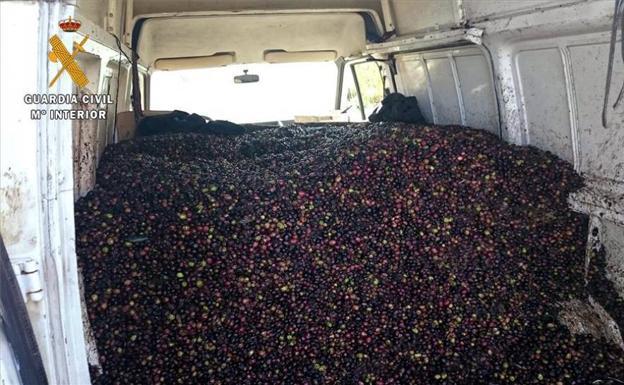 Embisten a los dueños de una finca en Zújar al ser sorprendidos robando 1.000 kilos de aceitunas
