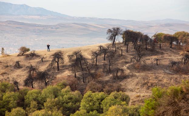 La reforestación del cerro de San Miguel no podrá hacerse este año