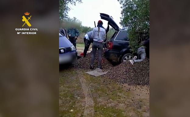 La Guardia Civil investiga a trece personas por el robo de más de dos toneladas de aceituna en Jaén