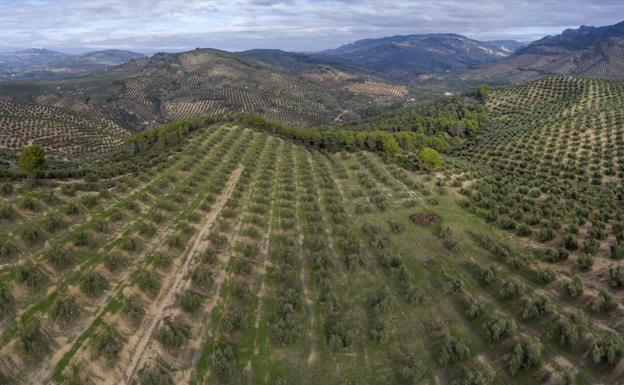 La declaración del olivar como Patrimonio Mundial, pendiente de «sus limitaciones»