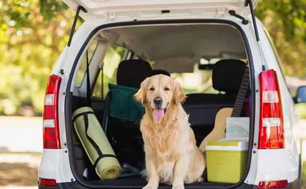 La DGT aclara la multa de 500 euros por llevar así a tu perro en el coche