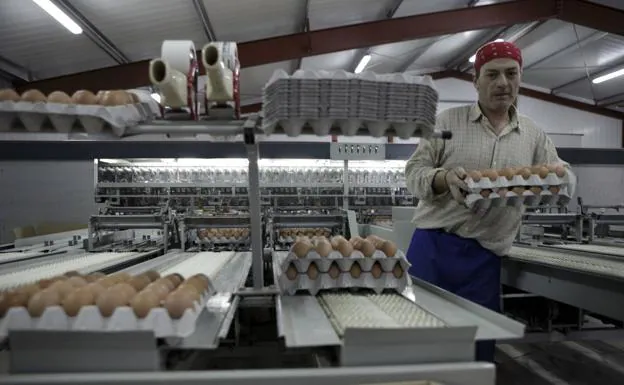 La gripe aviar amenaza con disparar el precio de los huevos en todo el mundo