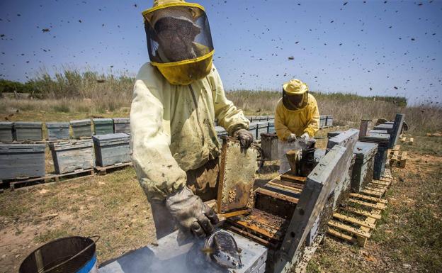 COAG convoca una concentración en Sevilla en defensa del sector apícola