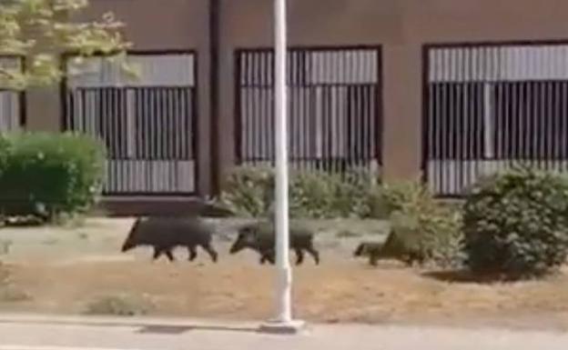 Piden a la Junta un plan para prevenir y dar respuesta a la presencia en zonas urbanas de jabalíes