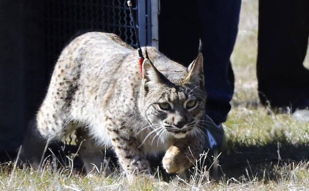 El lince ibérico sigue su expansión por la provincia y se deja ver de cerca por humanos en olivares