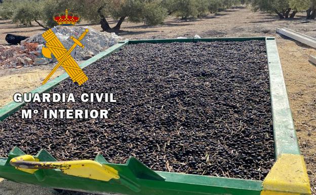 Recuperan más de cinco toneladas de aceituna robadas en fincas de Jaén y Torredonjimeno