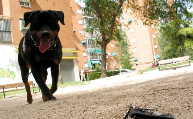 La menor de 5 años atacada por un perro reincidente en Granada es operada y pasa a planta