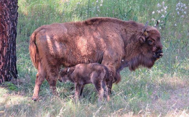 Los bisontes, los nuevos vecinos de El Encinarejo, en Andújar