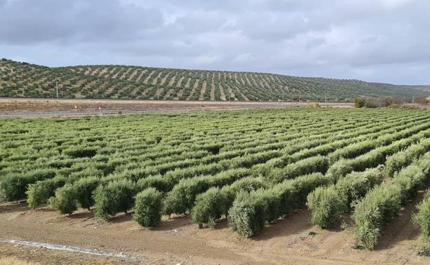 Más de la mitad del olivar de la provincia de Jaén «se puede modernizar y hacer más rentable»