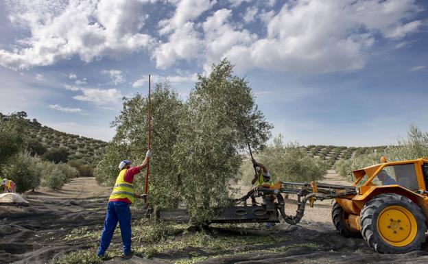 España y Jaén, primer productor mundial, cierran la campaña con menos de la mitad de aceite que hace un año