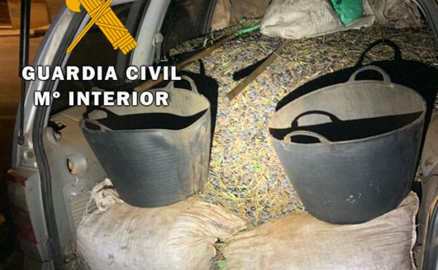 Paran un coche «hasta arriba» de aceituna robada en Chiclana de Segura