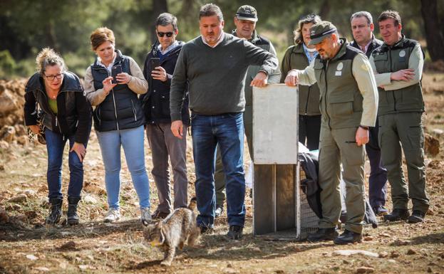 Cuatro linces más aumentan la familia que repoblará Sierra Arana