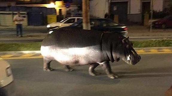 Un hipopótamo se pasea por un pueblo de Huelva tras escaparse del circo