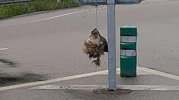 Hallan la cabeza decapitada de un lobo en una señal de tráfico en Asturias