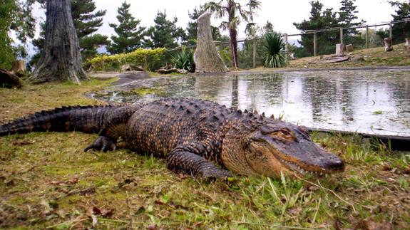 Un guía turístico muere atacado por cocodrilos en una reserva de Sudáfrica