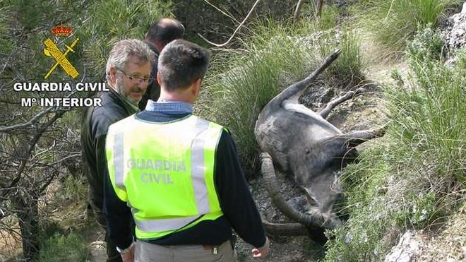 Desarticulado un grupo dedicado a la caza furtiva en Granada y Jaén