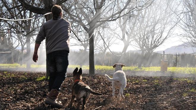 La importancia del deporte para nuestros perros