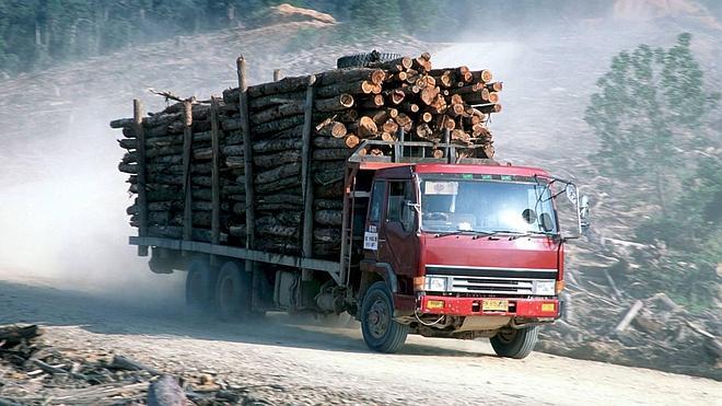 Un estudio acusa a Indonesia de ser el primer país del mundo en deforestación