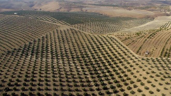 La Junta apoya la iniciativa para que el paisaje del olivar sea declarado Patrimonio de la Humanidad