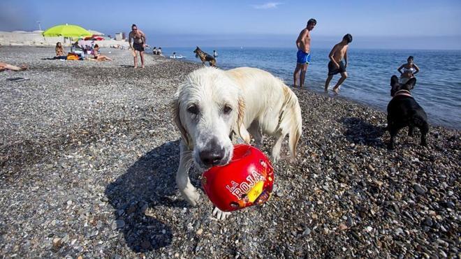 Un día de perros en la playa