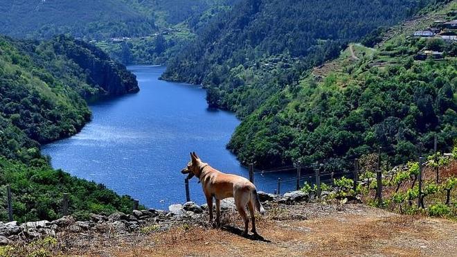 Las 'perrunadas' del Comando G