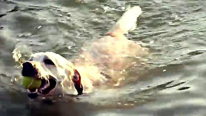 A la caza de la pelota con Senda Canina