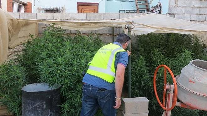Intervenidas 24 plantas de marihuana y detenidas tres personas