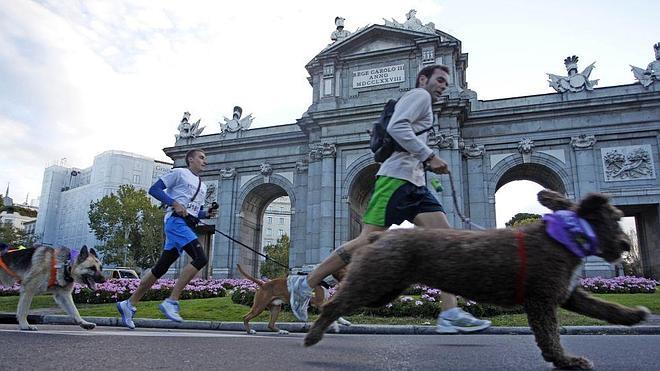 Prepárate para la 'Perrotón Madrid 2014'