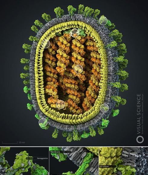 ¡Exclusiva!: Logran bloquear el virus de la gripe A sintetizando moléculas