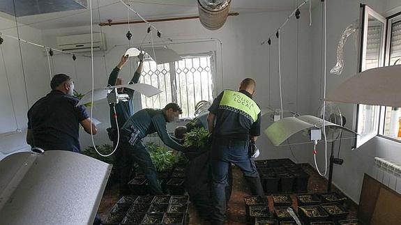 Identificado el propietario del alijo de marihuana de Gójar