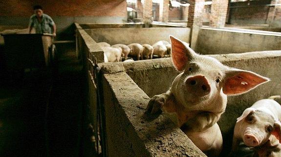 Excrementos de animales dan electricidad a 2.500 viviendas