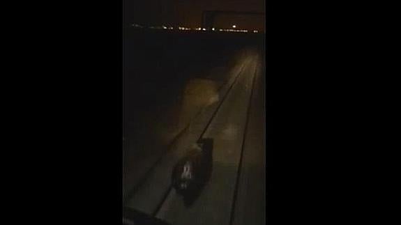 Un tren ruso persigue y arrolla a un oso pardo en Siberia: "Aplástalo", incitan al maquinista