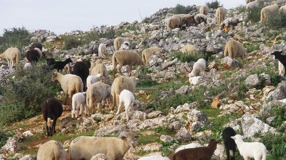Los Vélez acogerá la quinta edición de la Escuela de Pastores de Andalucía