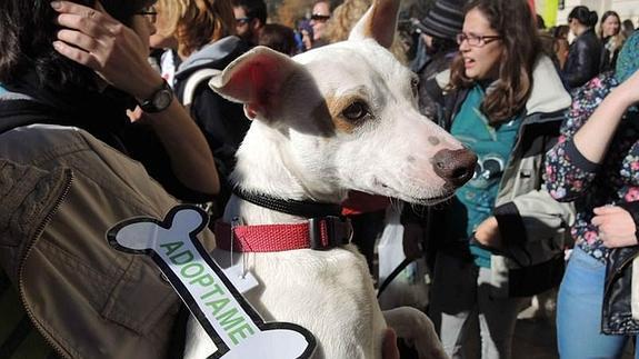 Unidos contra el abandono y maltrato animal en Granada