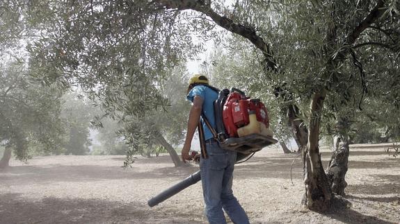 Báñez anuncia la bajada de las peonadas por el descenso de la producción en el campo andaluz
