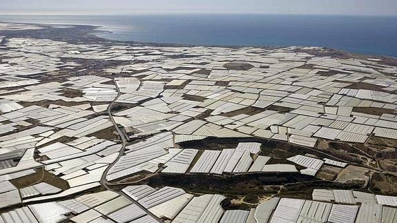 La superficie de invernaderos crece un 10,5% en los últimos cuatro años