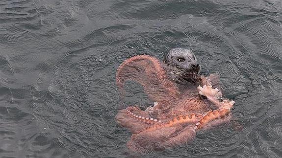 Brutal pelea entre un pulpo gigante y una foca a vida o muerte