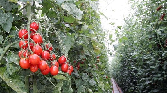 'Infoagro Exhibition' espera a más de 20.000 visitantes para su primera feria internacional