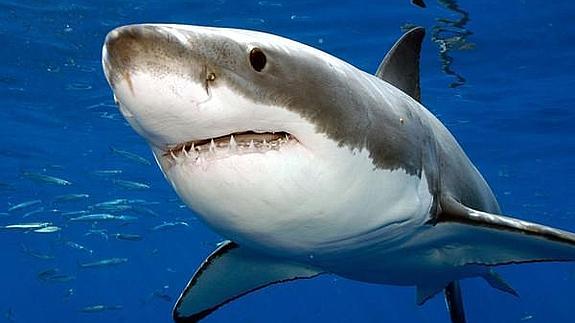 Un turista alemán muere atacado por un tiburón en Egipto