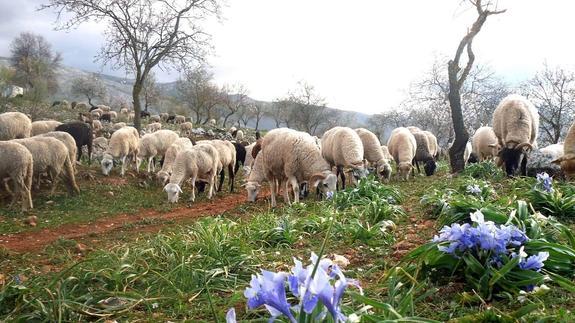 La familia real de Qatar se interesa por el cordero ecológico de la oveja lojeña
