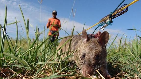Las heroicas ratas que olfatean minas anti persona y salvan miles de vidas al año