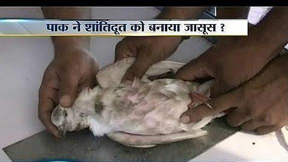 Una paloma, "arrestada y encarcelada" en India por espionaje